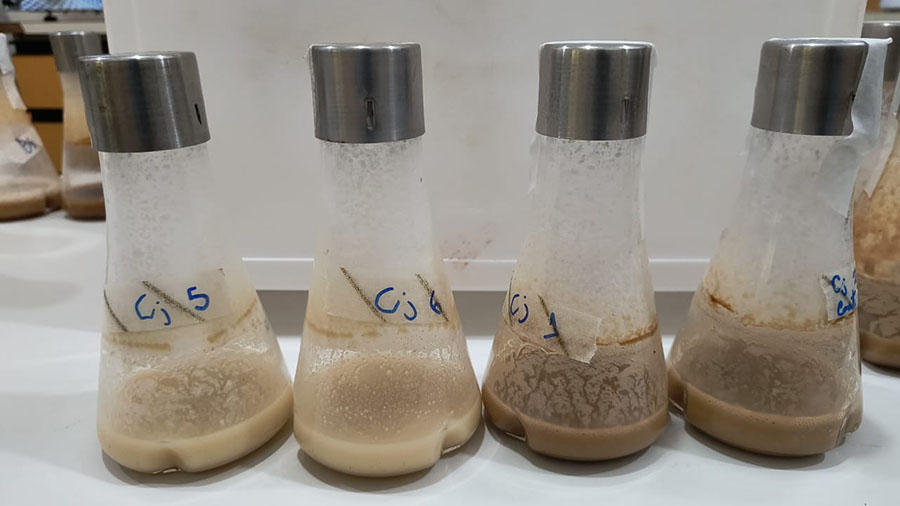 Biopesticidas: pesquisa reduz custos e amplia viabilidade da produção