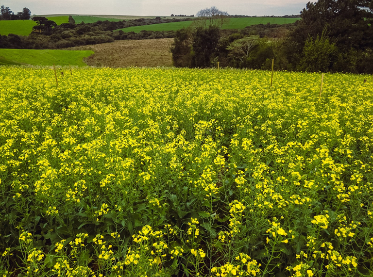 Canola: zoneamento climático atualizado impulsiona o cultivo no Brasil