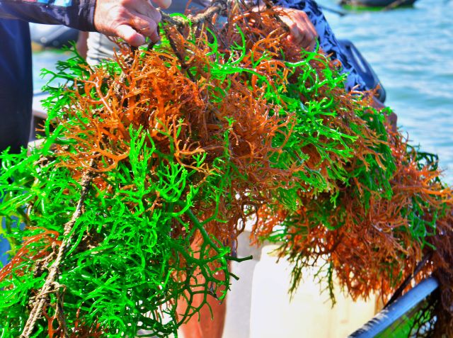 Kappaphycus alvarezii: macroalga é usada em biofertilizante