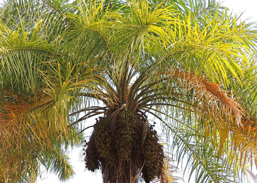 Macaúba baiana impulsiona inovação no agro e geração de energia limpa