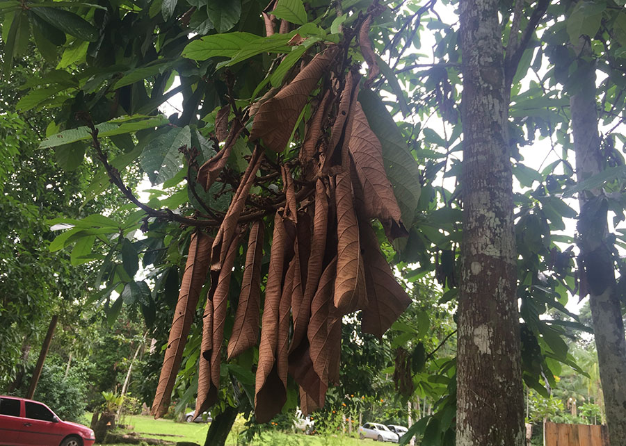 Pesquisa: genes do cupuaçu resistem à vassoura-de-bruxa