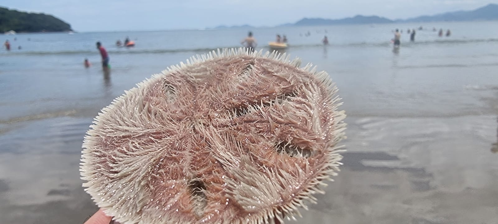 Conheça a bolacha-do-mar