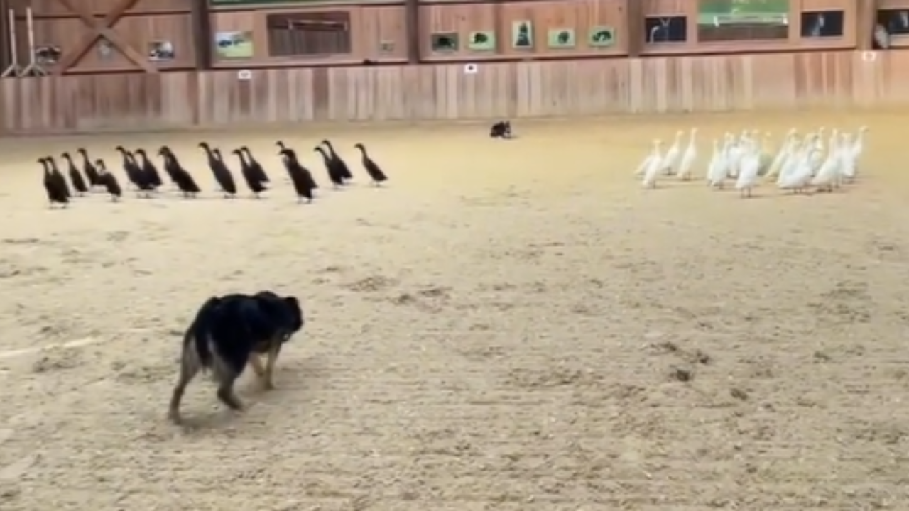 Vídeo flagra Border Collie separando patos por cores em fazenda