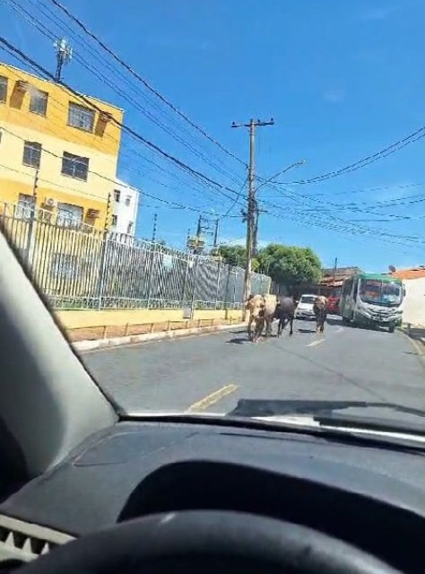 Búfalos são gravados soltos pelas ruas de Cuiabá/MT
