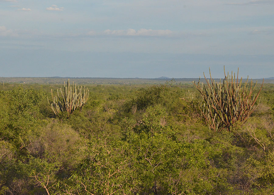 Caatinga retira da atmosfera 5,2 t de carbono por hectare