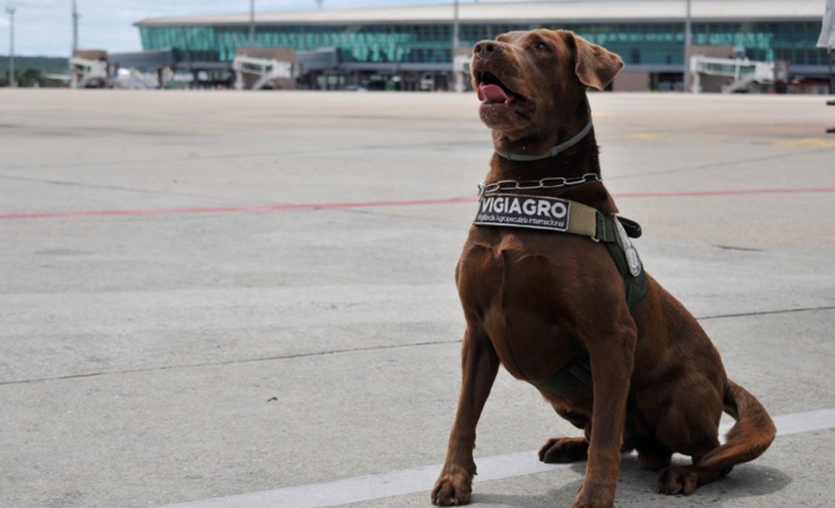 Cão farejador Léo se aposenta após quase uma década de serviço