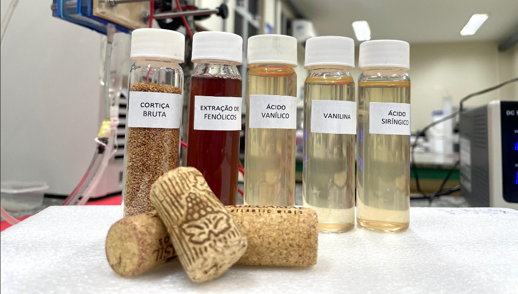 Biomassa de cortiça  usado na produção de compostos fenólicos