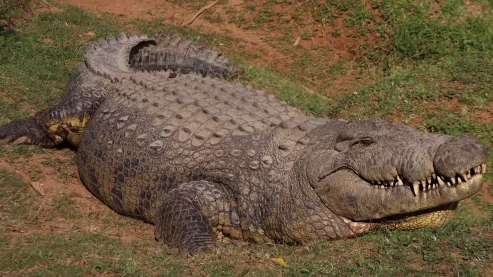 Crocodilo mais velho do mundo completa 124 anos