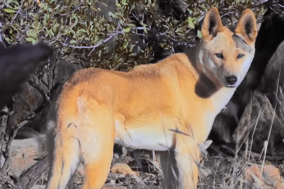 Dingos: conheça o maior predador da Austrália