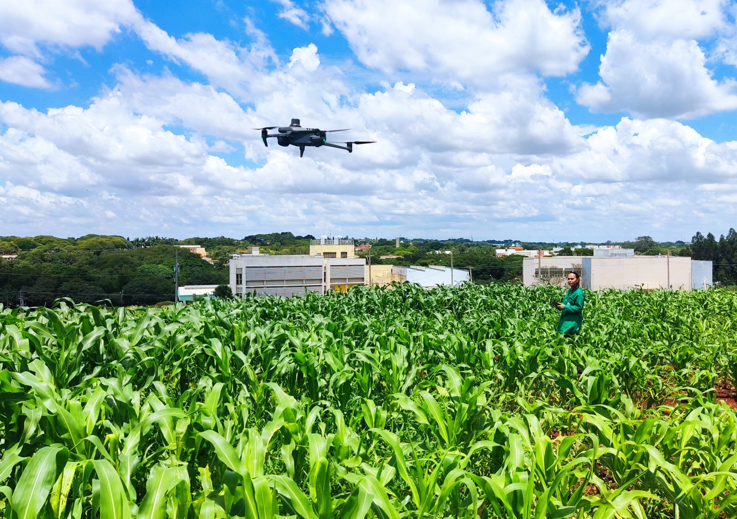Drones revolucionam melhoramento genético de milho para tolerância à seca