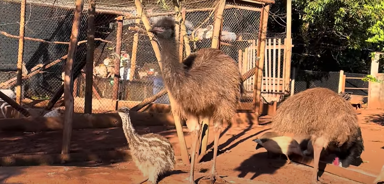 Conheça o emu – produção tem crescido no Brasil