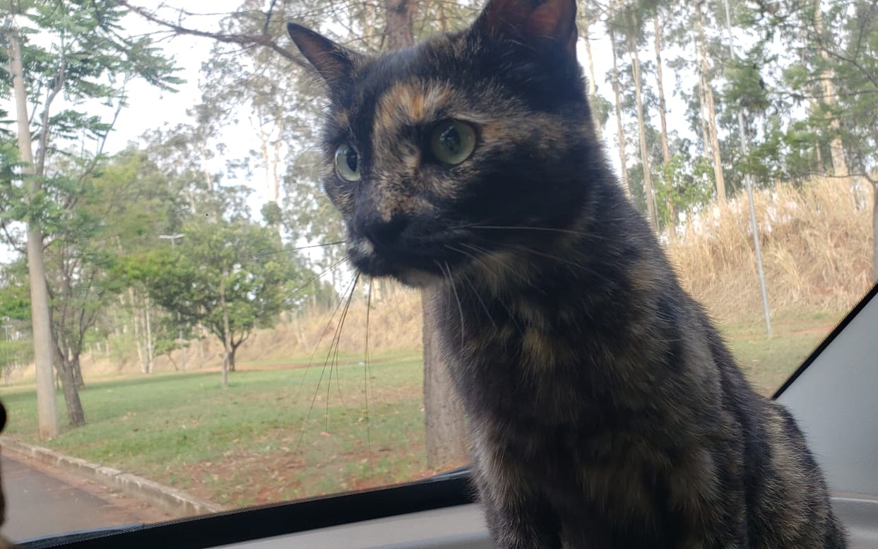 Projeto de Lei prevê vacinação gratuita para animais domésticos