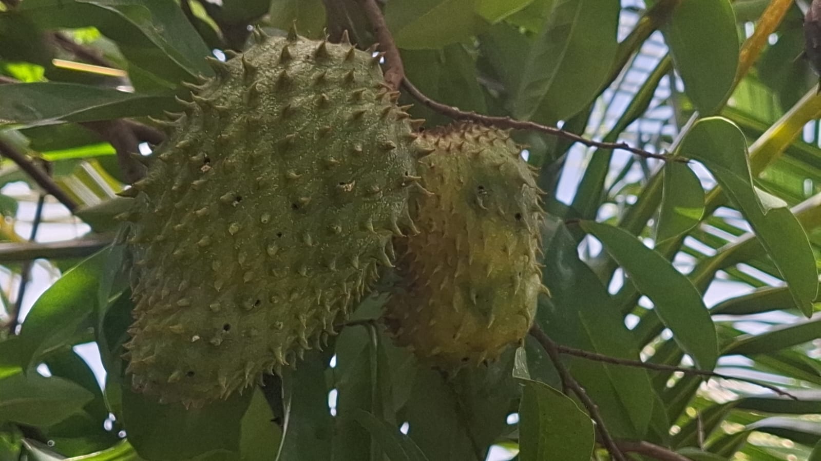 Graviola: fruta tropical que une sabor e saúde