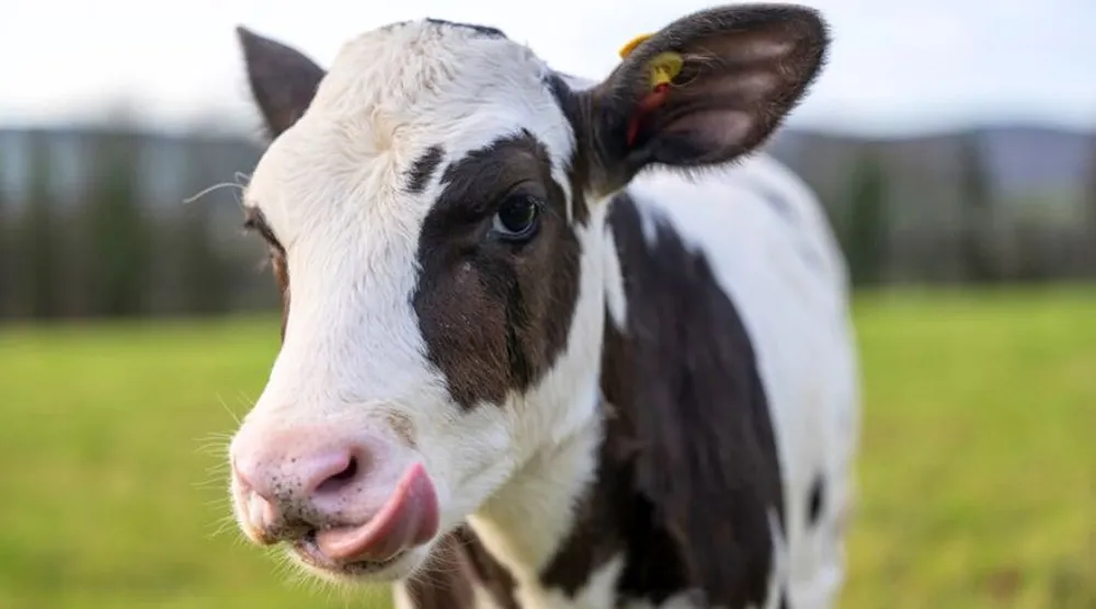 Hilda: vaca fertilizada in vitro promete diminuir gases do efeito estufa