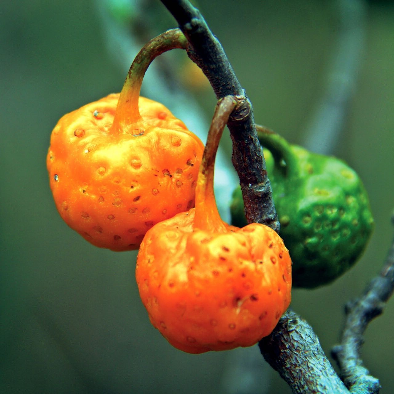 Mama-cadela: fruta pouco conhecida é potência nutricional