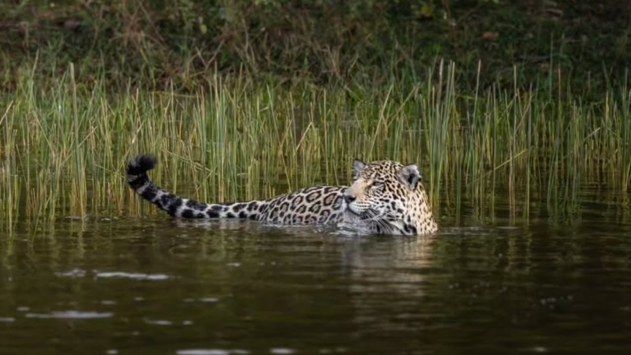 Onça-pintada e filhote são flagrados em banho de rio no Pantanal