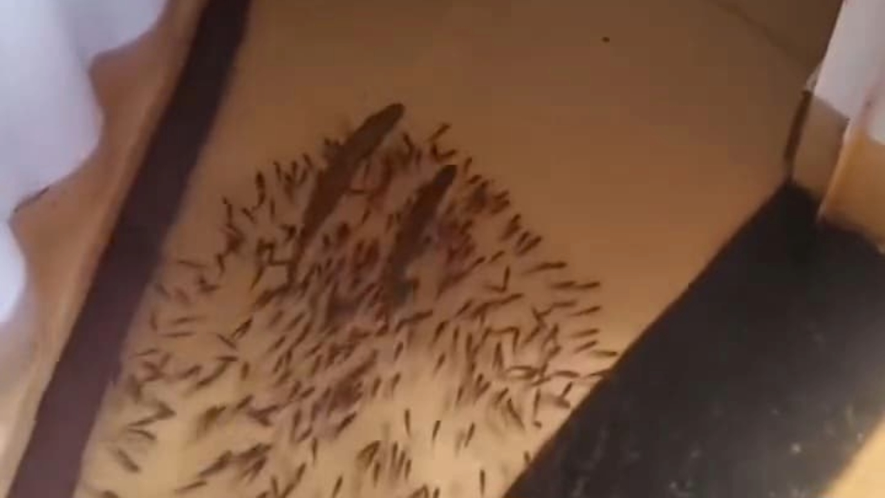 Morador flagra família de peixes invadindo casa em Mato Grosso