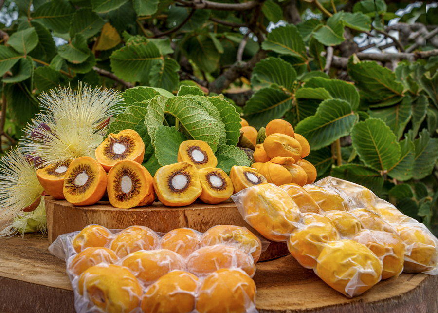 Casca de jabuticaba e óleo de pequi protegem probióticos em alimentos ácidos