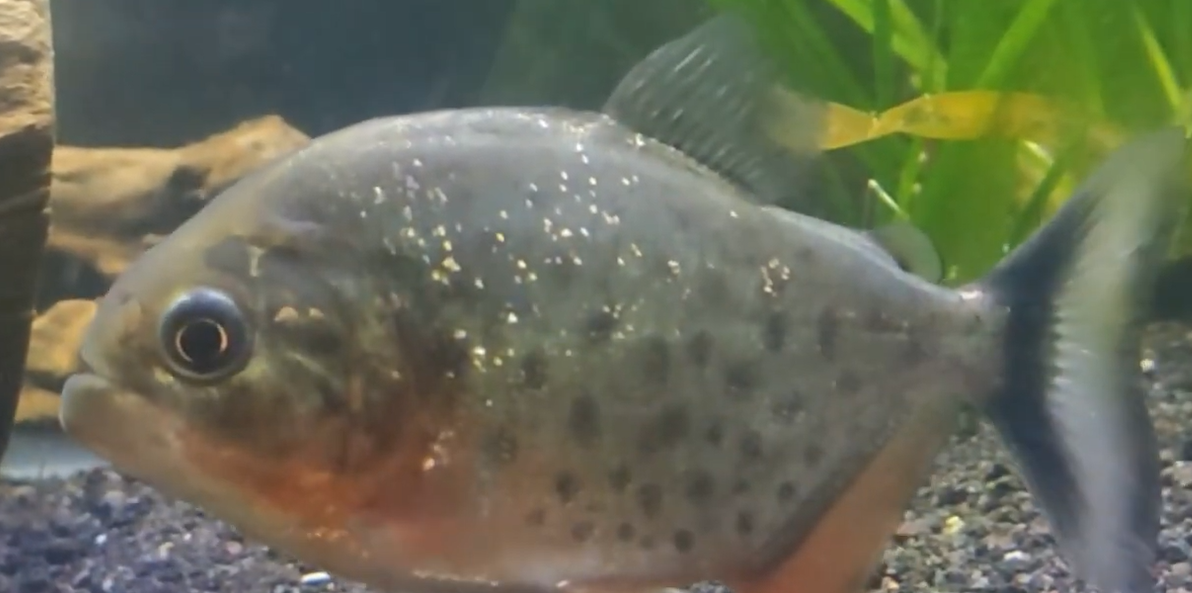 Perigo – piranhas atacam peixe no anzol em Tocantins