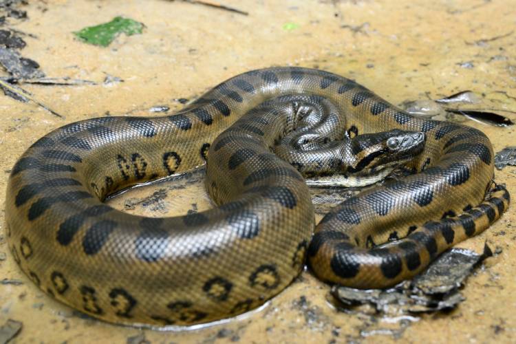 Sucuris: saiba tudo sobre a maior serpente do mundo