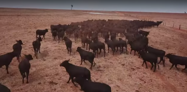 Fazenda no interior paulista recebe Selo Angus Sustentabilidade