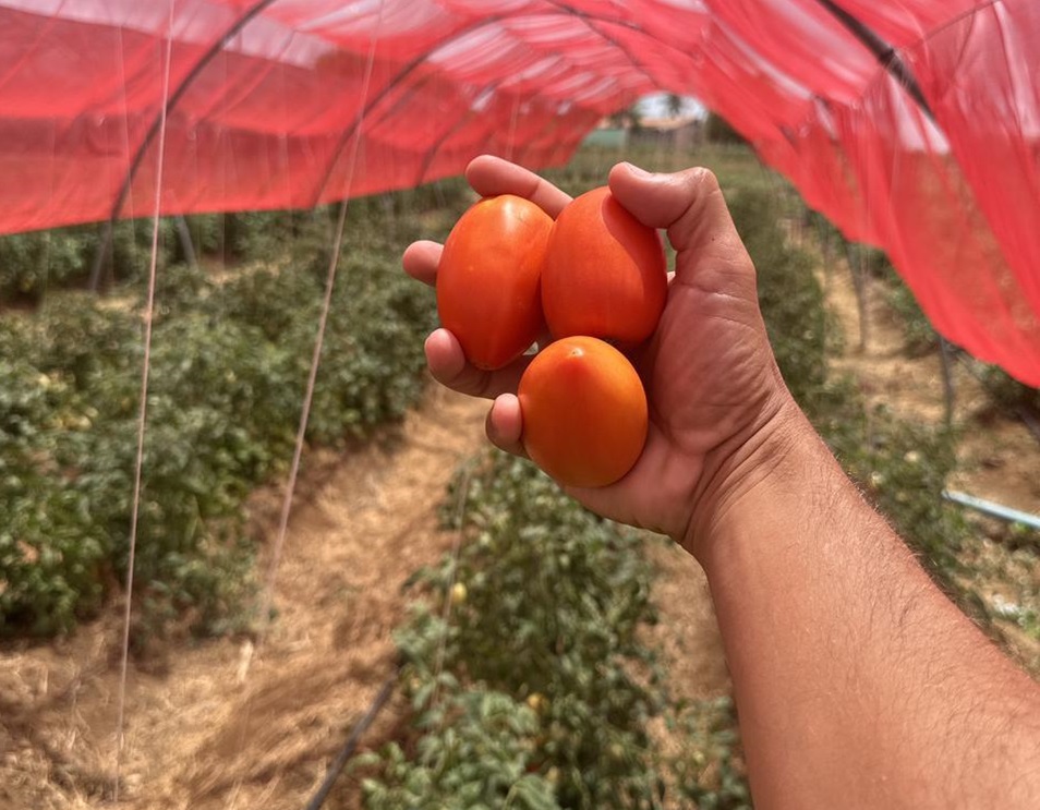 Cultivo de tomates híbridos aumenta produtividade