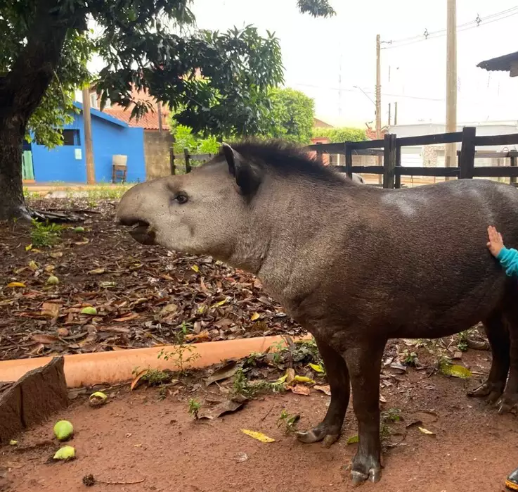 Tico: a anta mais querida de Anaurilândia
