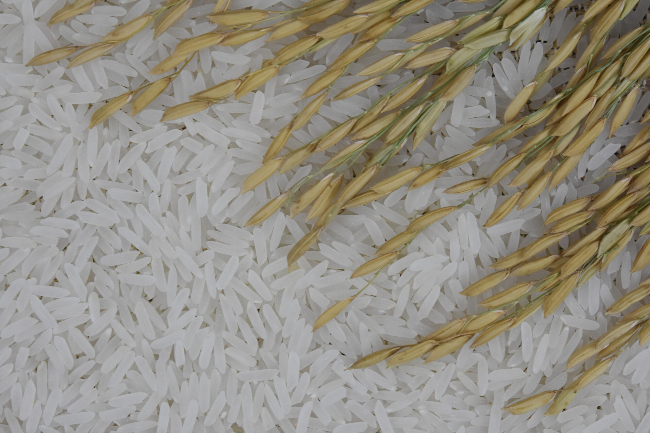 Embrapa lança nova cultivar de arroz para ambiente subtropical irrigado