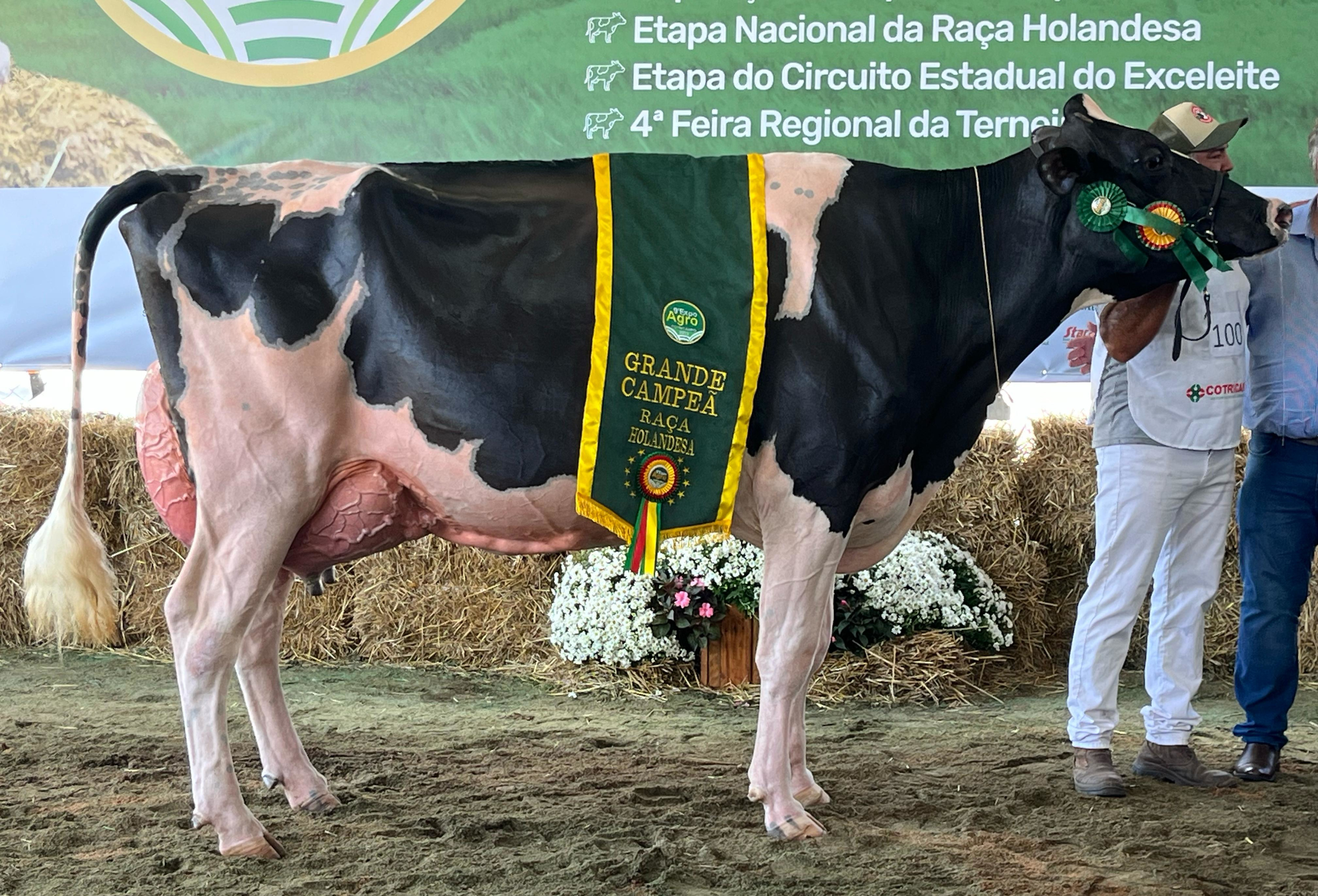 Conheça a campeã da raça Holandesa na Expoagro Cotricampo