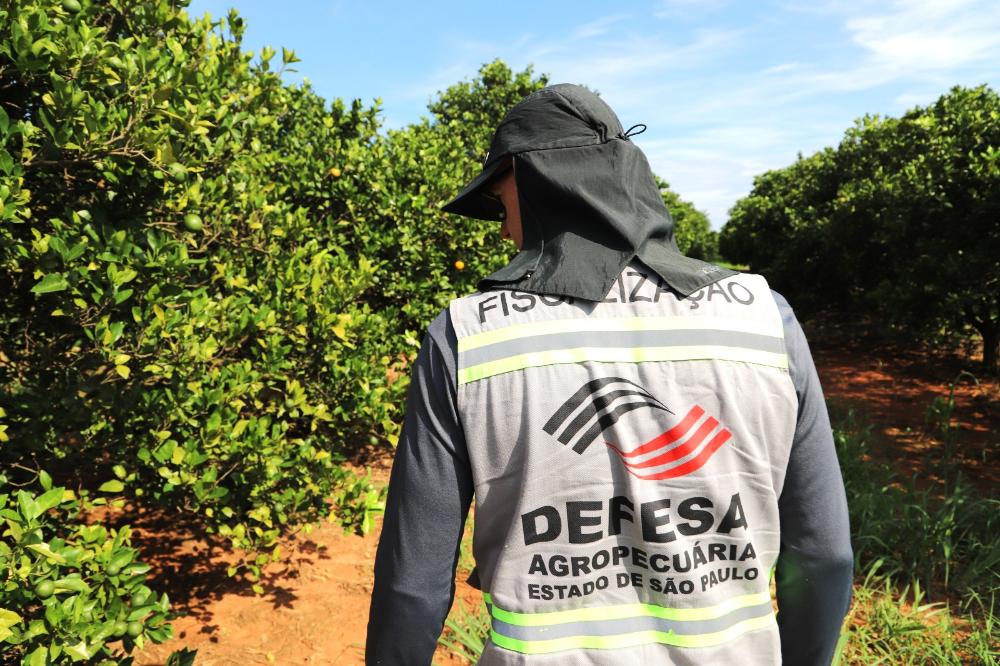 Fiscalização intensifica combate ao greening em São Paulo