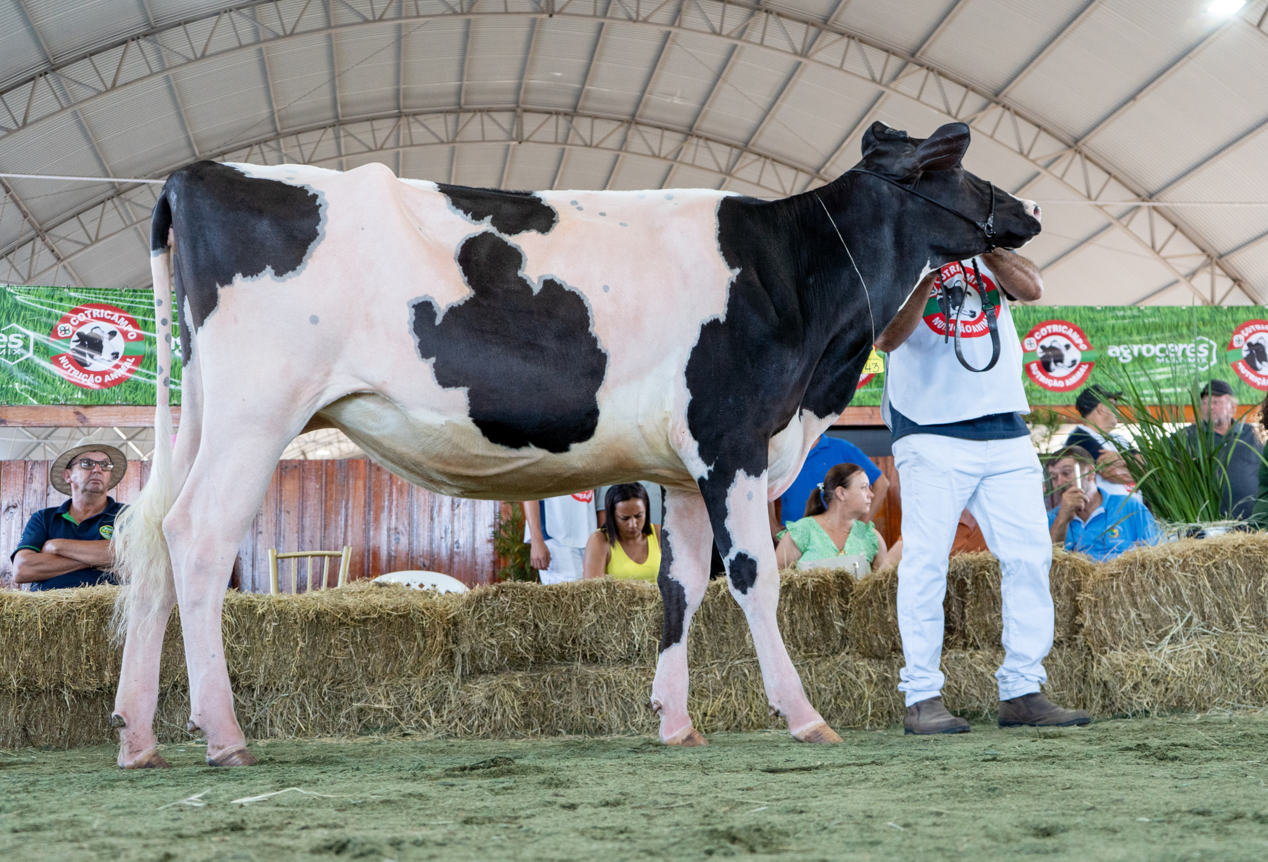 Gado holandês em destaque na ExpoAgro Cotricampo