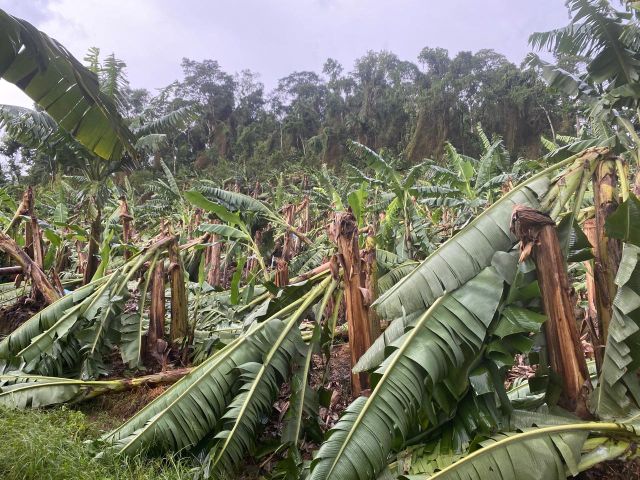 Temporal causa destruição no norte de Santa Catarina