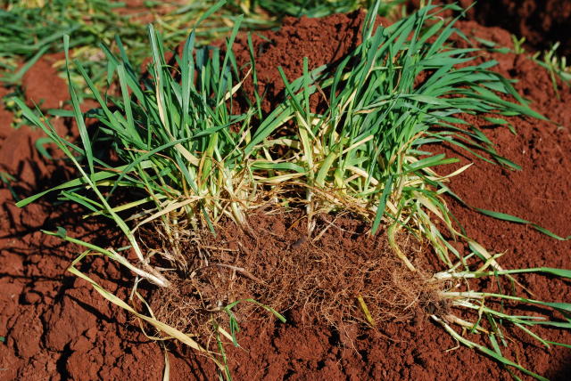 Embrapa prioriza melhoramento genético de raízes