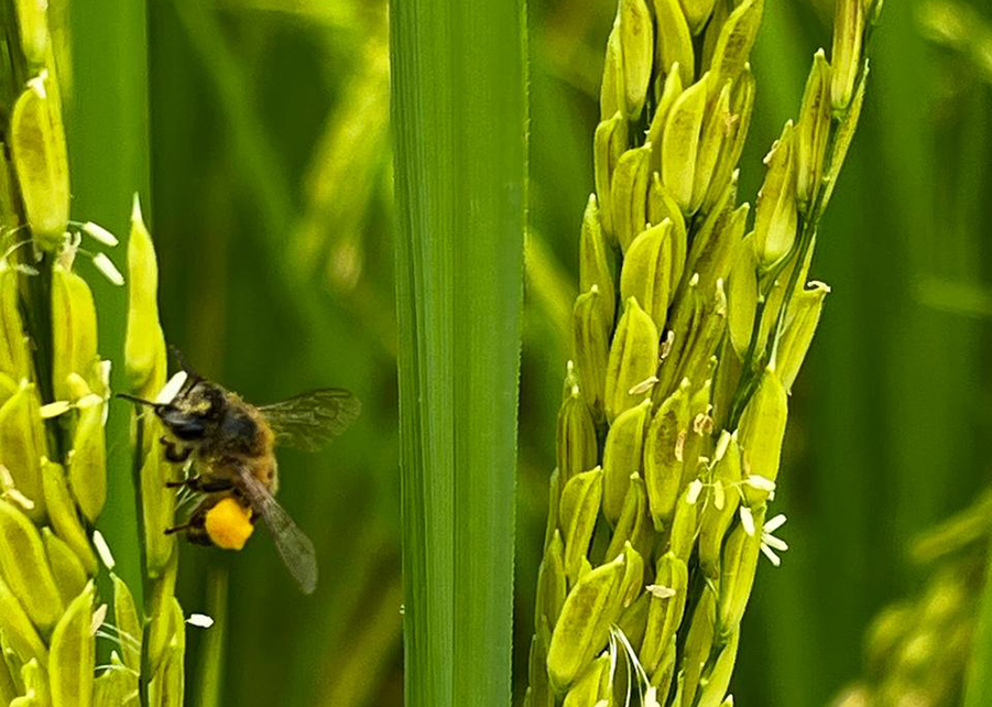 Abelhas têm impacto na produtividade de lavouras de arroz