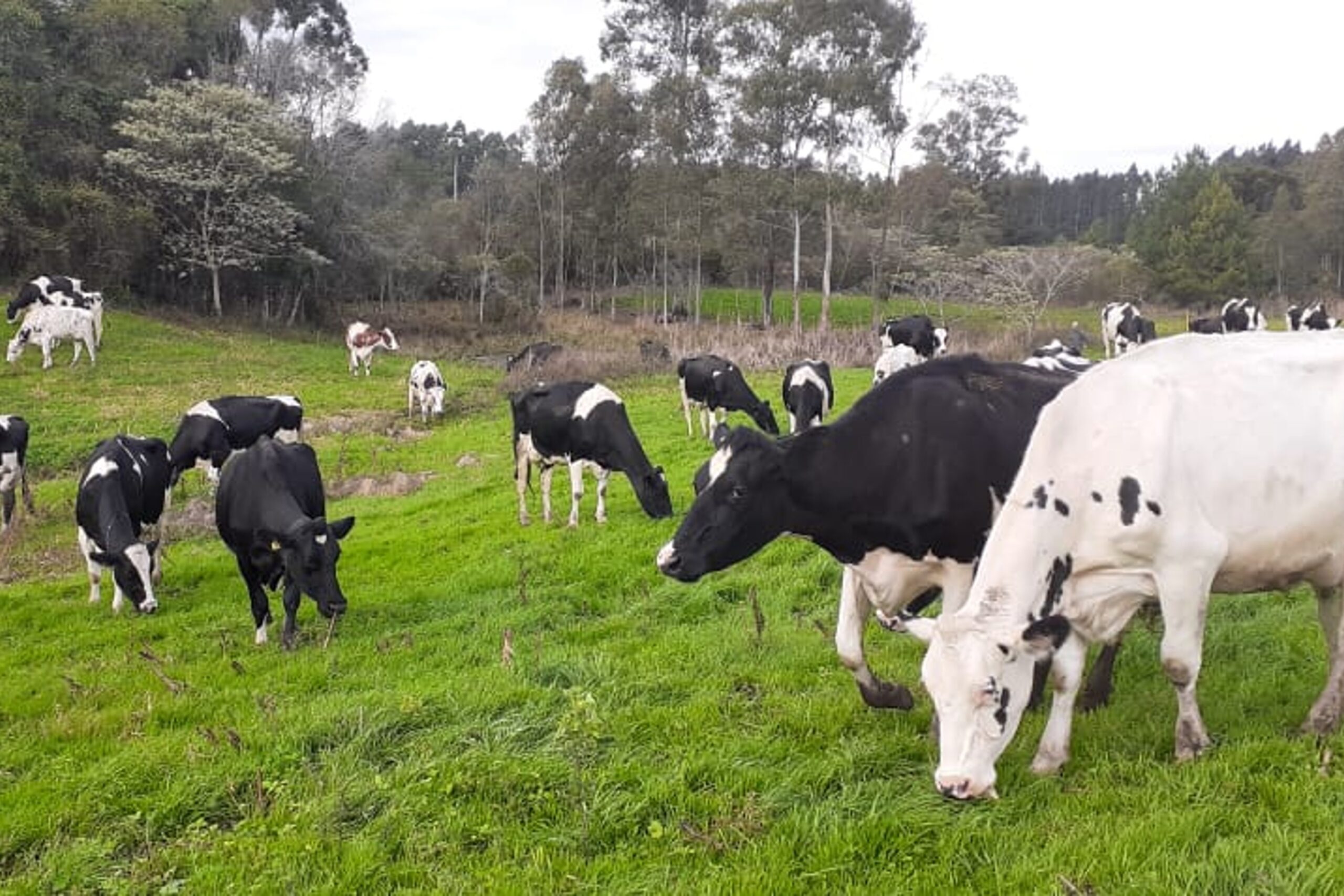 RS: criadores de gado leiteiro preocupados com clima