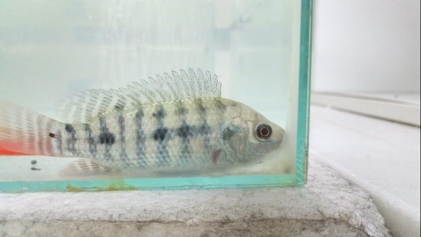 Perigo: vírus ISKNV ameaça produção de peixes