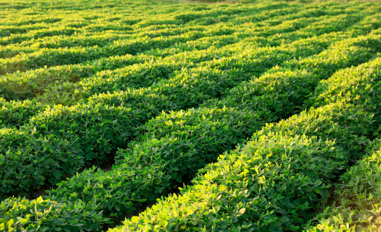 VBP do agro alcançou R$ 1,41 trilhão em janeiro
