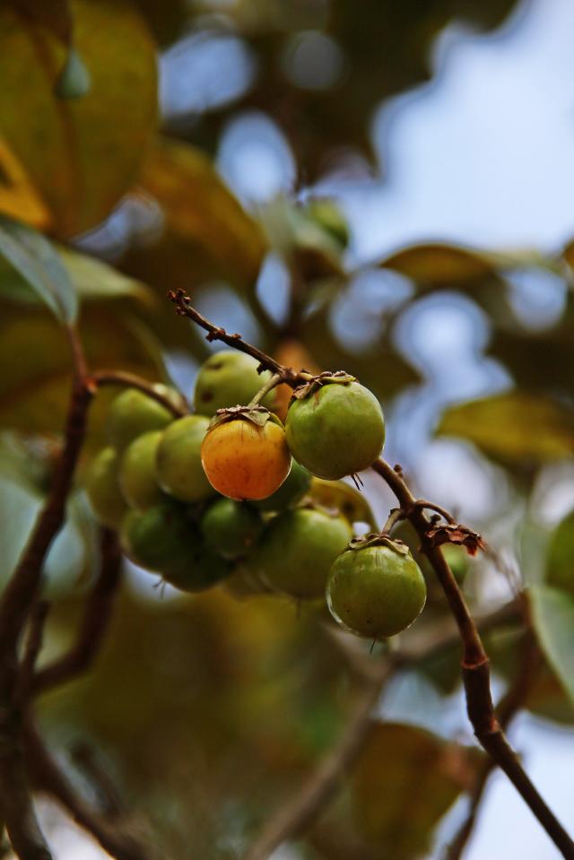 Conheça o muruci: fruta nativa do Brasil está na época de colheita