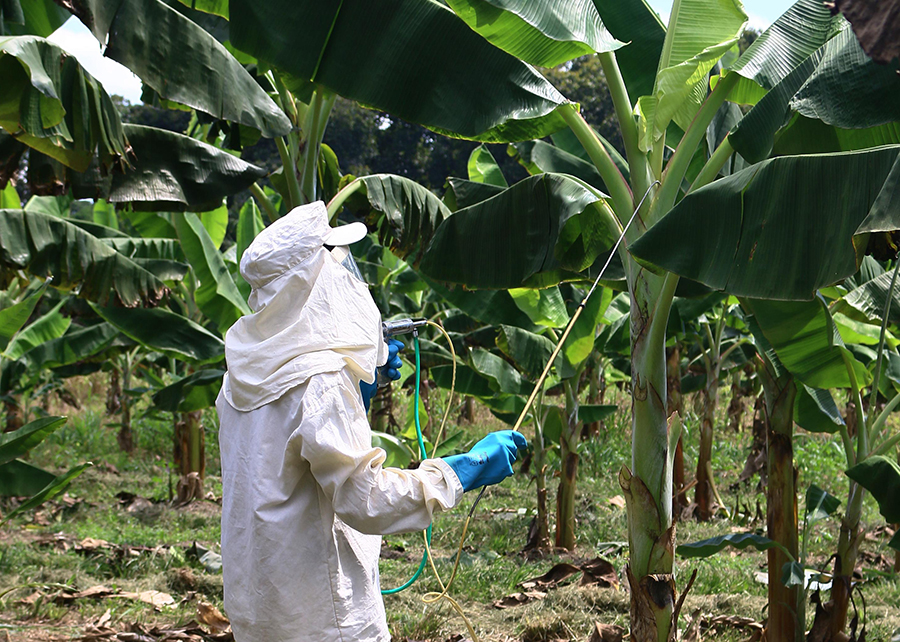 Controle da Sigatoka-negra impulsiona produção de banana na Amazônia