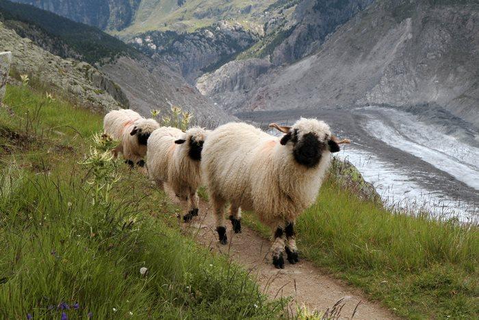 Ovelha Valais Blacknose: fofura que gera renda para os produtores