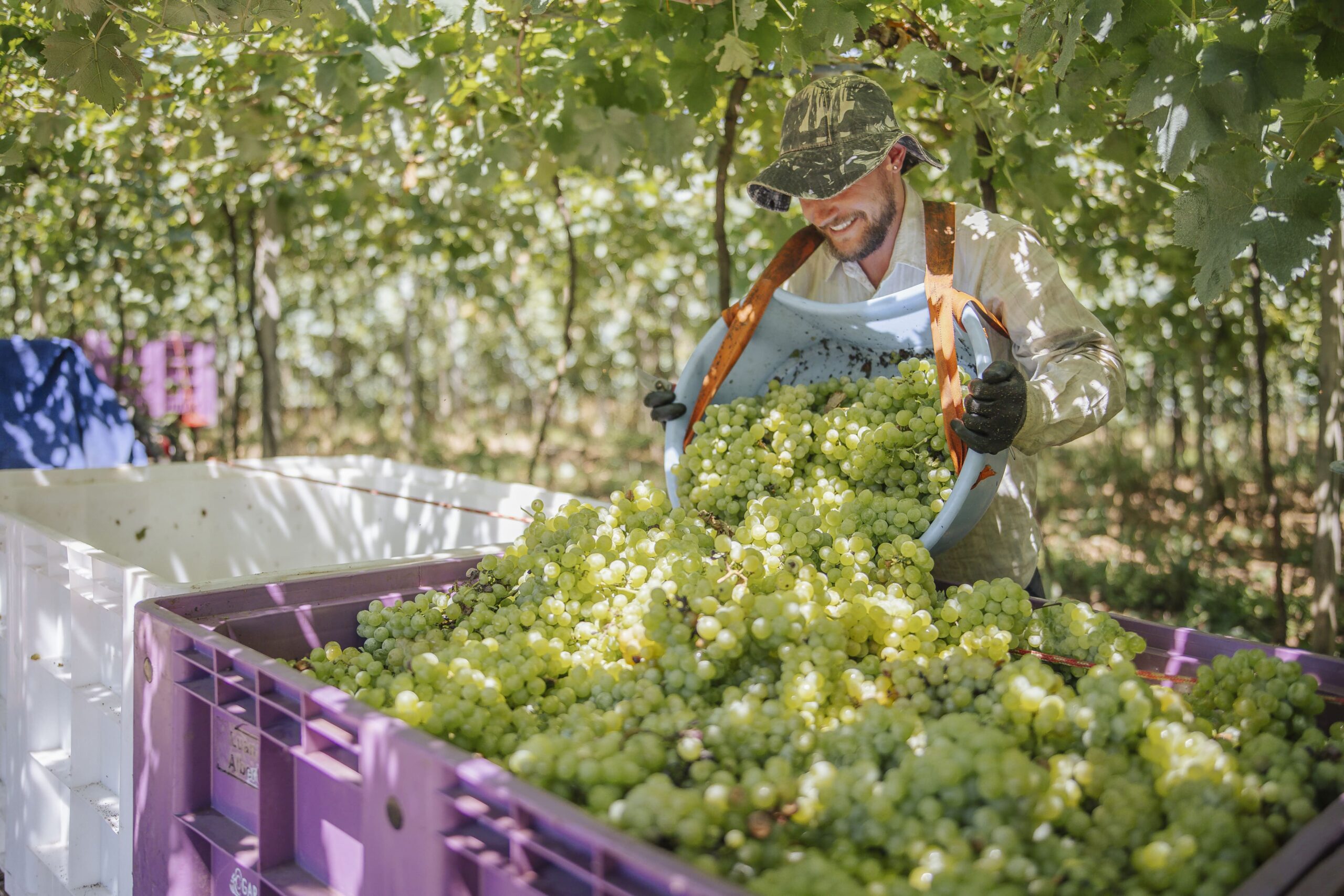 Cooperativa Vinícola Garibaldi processa 14,5 milhões de quilos de uvas