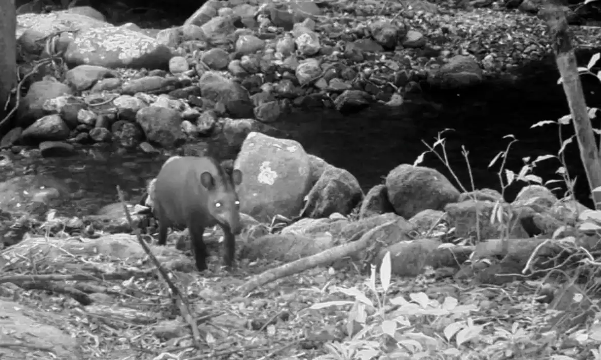 Espécie considerada extinta é avistada no Brasil após mais de 100 anos