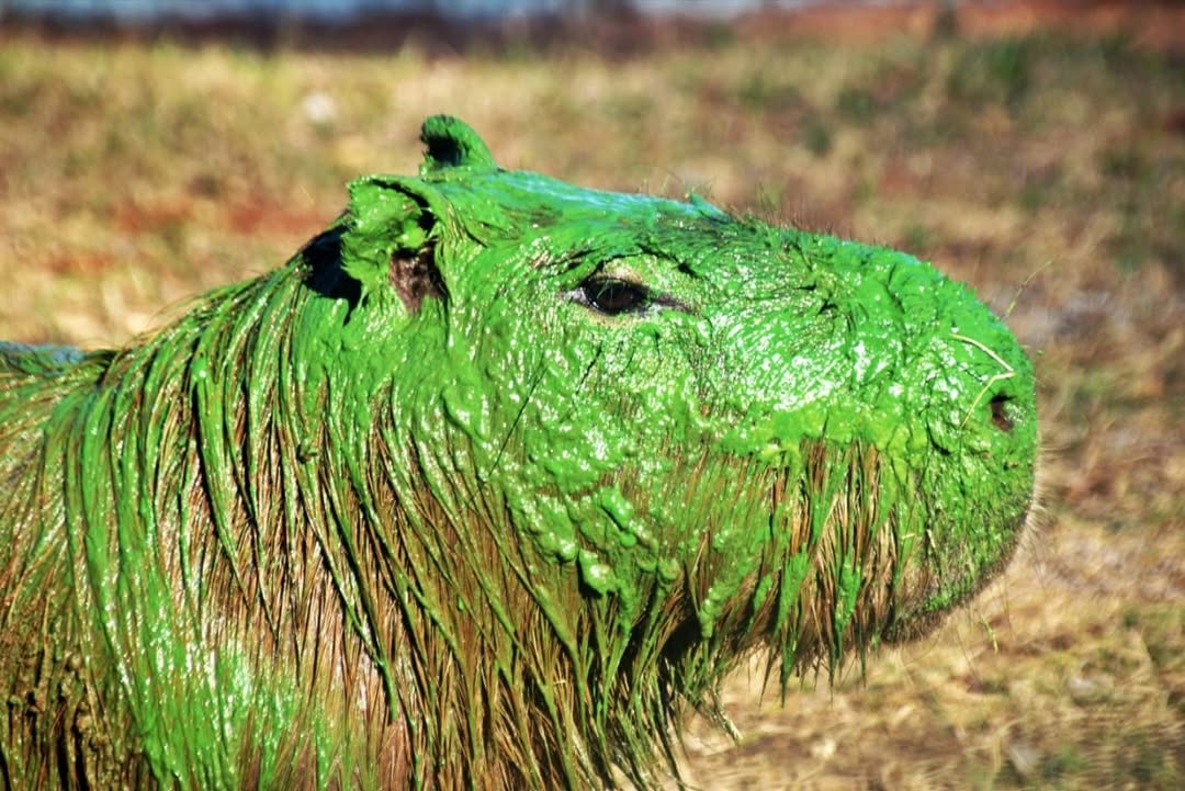 ‘Capivaras verdes’ são flagradas por fotógrafo na Argentina