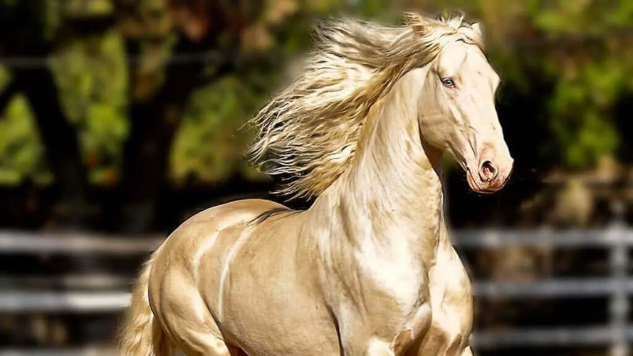 Cavalo Dourado: conheça a raça mais bonita do mundo