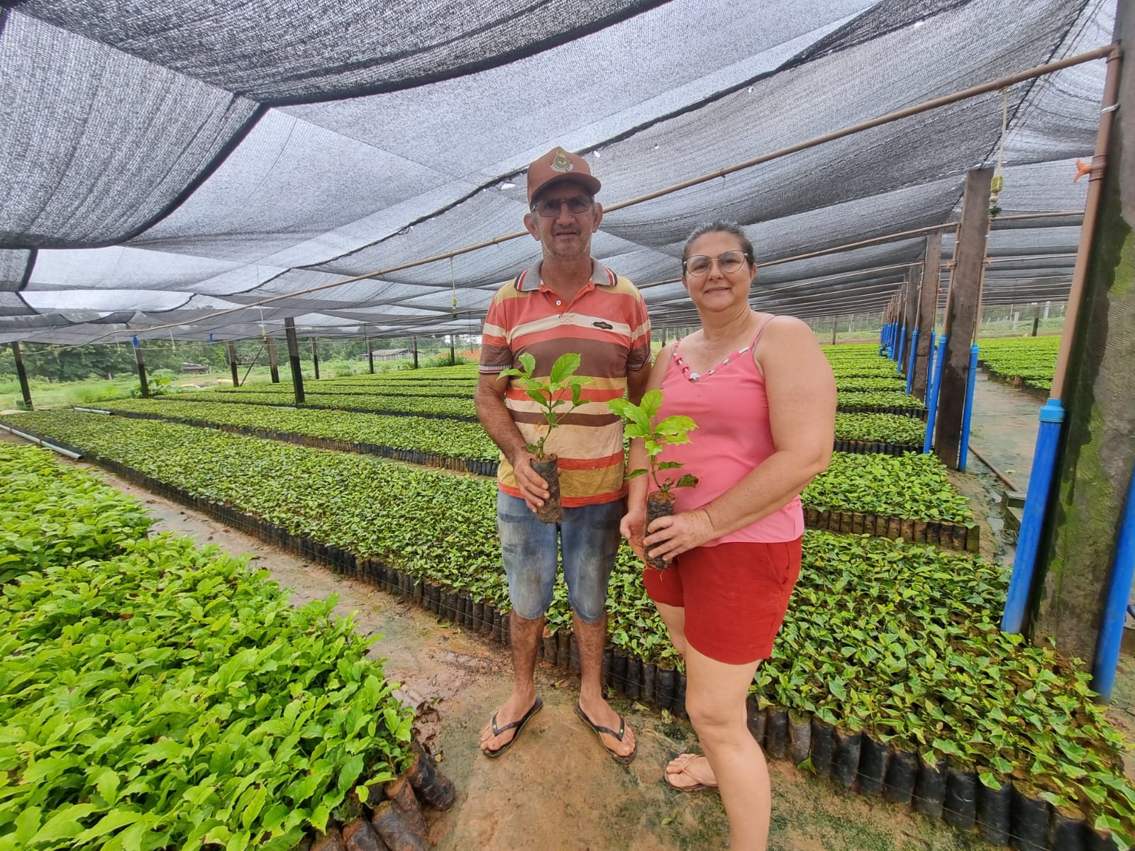 Produtores do Acre testam clones de Robustas Amazônicos 