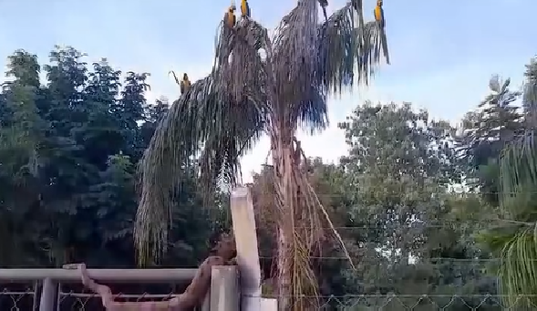 Cobra tenta atacar araras em Santa Fé do Sul