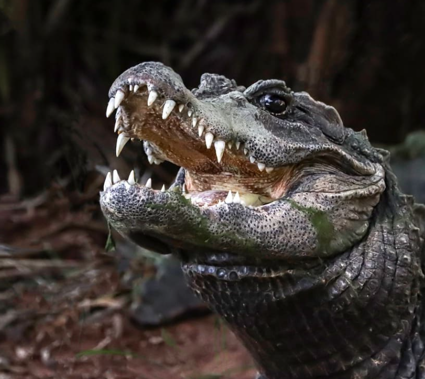 Jacaré gigante é flagrado no rio Amazonas