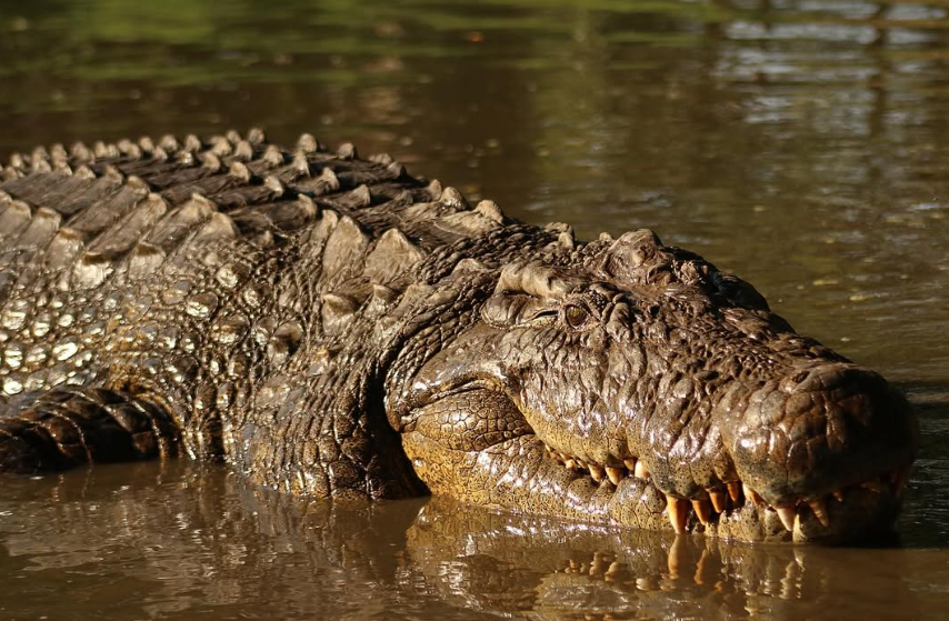 Crocodilo de 3.000 anos revela segredos do antigo Egito
