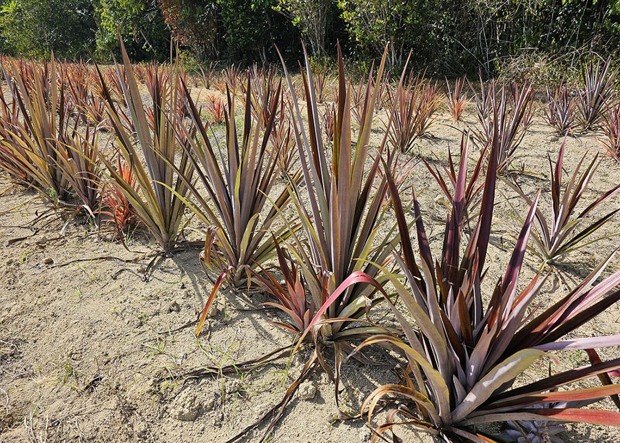 Conhece o curauá? Técnica amplia cultivo na Amazônia