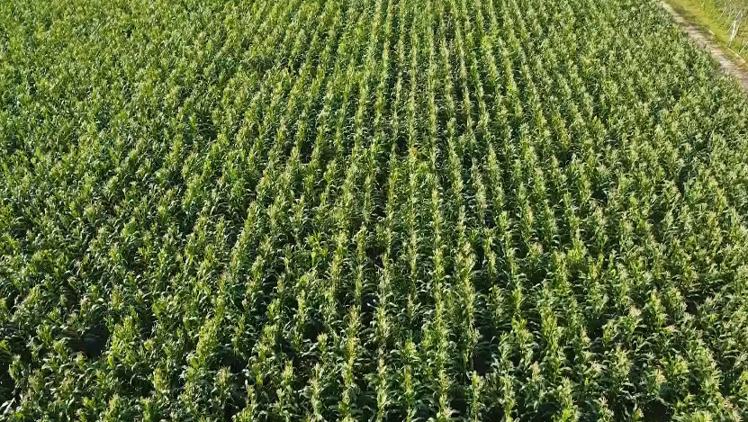 El Niño e produtividade em risco impulsionam mercado de insumos